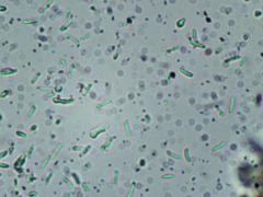 Fuscopostia leucomallella