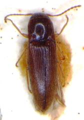 Glyphonyx parallelus