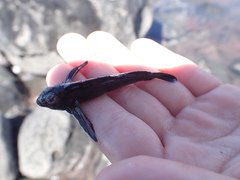 Bellapiscis lesleyae