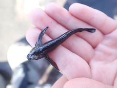 Bellapiscis lesleyae
