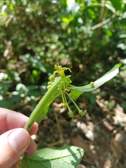Witheringia asterotricha