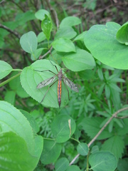 Tipula dorsimacula