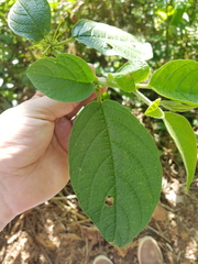 Witheringia asterotricha