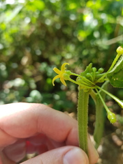 Witheringia asterotricha