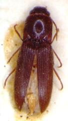 Glyphonyx parallelus