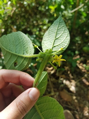 Witheringia asterotricha