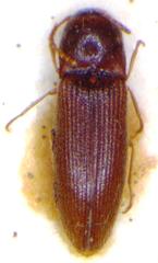 Glyphonyx parallelus