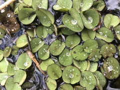 Salvinia biloba