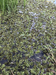 Salvinia biloba