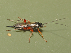 Pimpla punicipes