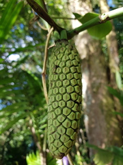 Monstera pittieri