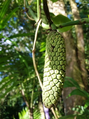 Monstera pittieri