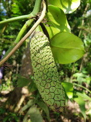 Monstera pittieri