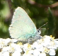 Callophrys affinis affinis