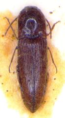 Glyphonyx parallelus