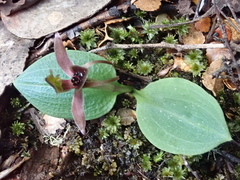 Chiloglottis grammata