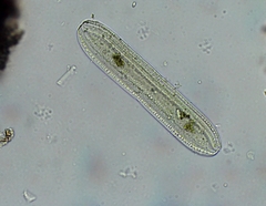 Tryblionella