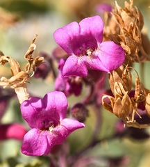 Penstemon petiolatus