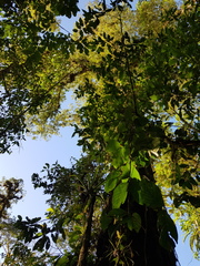 Oreomunnea pterocarpa