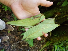 Oreomunnea pterocarpa
