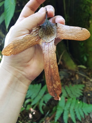 Oreomunnea pterocarpa