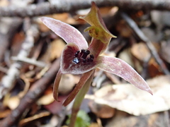 Chiloglottis grammata