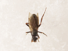 Triphleba trinervis