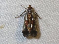 Dichomeris ochripalpella