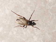 Triphleba trinervis
