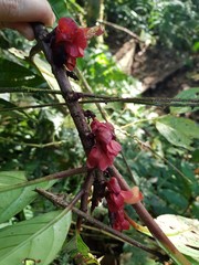 Drymonia coriacea