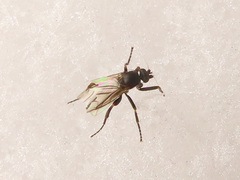 Triphleba trinervis