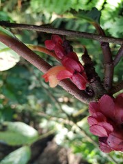 Drymonia coriacea