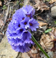 Primula glomerata