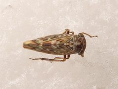 Stenidiocerus poecilus
