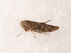 Stenidiocerus poecilus