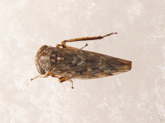Stenidiocerus poecilus