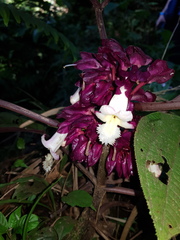 Drymonia turrialvae