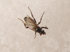 Triphleba trinervis