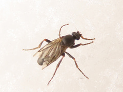 Triphleba trinervis
