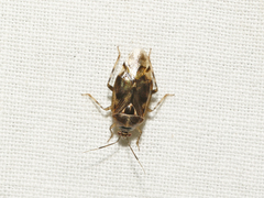 Deraeocoris nebulosus