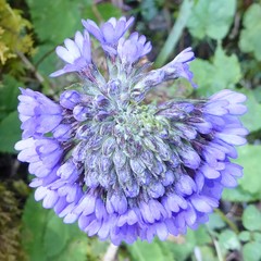 Primula glomerata