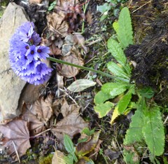 Primula glomerata
