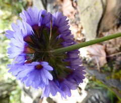 Primula glomerata