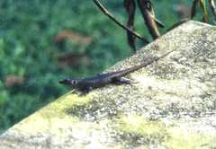 Emoia nigra