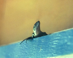 Emoia nigra