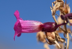 Penstemon petiolatus