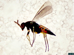 Elasmus margiscutellum