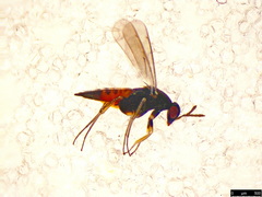 Elasmus margiscutellum