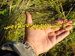Artemisia latifolia