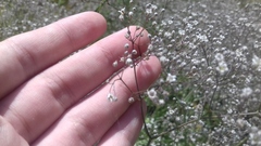Gypsophila paniculata